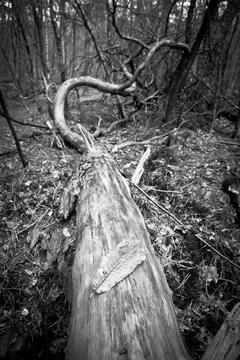 Fallen and twisted Foto stock