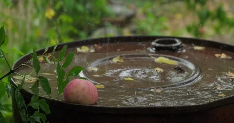 A fallen Apple Stock Footage 137650442