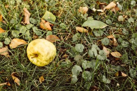 Fallen apple on grass, close-up Stock Photos