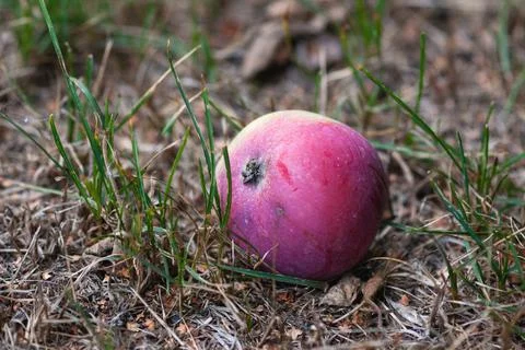 Fallen apple on the ground, windfall fruit in the garden Stock-Fotos