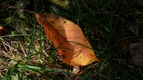 Fallen apple leaf Stock Footage 271191807