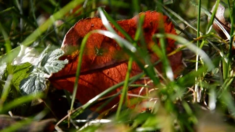 Fallen apple leaf Stock Footage 271192321