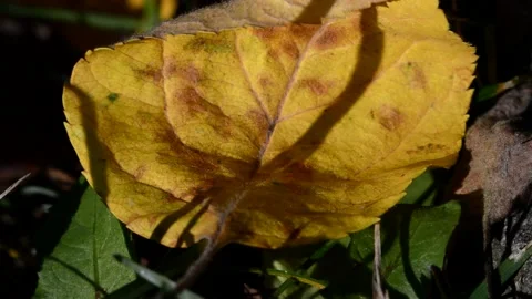 Fallen apple leaf Stock Footage 271303669