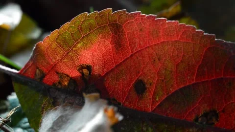 Fallen apple leaf Stock Footage 271312260