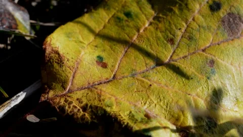 Fallen apple leaf Stock Footage 271312349