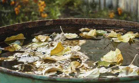 Fallen apple leaves float in a barrel of rainwater Stock Photos