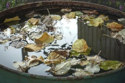 Fallen apple leaves float in a barrel of rainwater Stock Photos