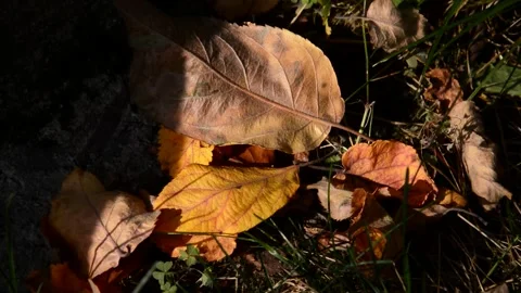 Fallen apple leaves Stock Footage 271190714