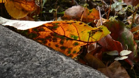 Fallen apple leaves Stock Footage 271190717