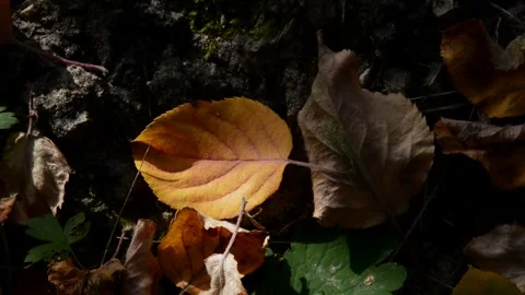 Fallen apple leaves Stock Footage 271191700