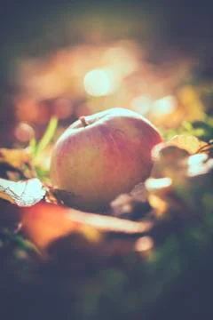 Fallen apple - macro 库存照片