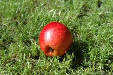 Fallen apple on a meadow Photos