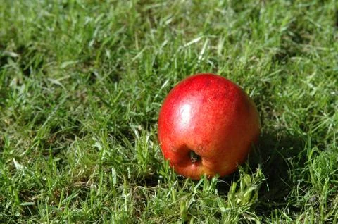 Fallen apple on a meadow Photos
