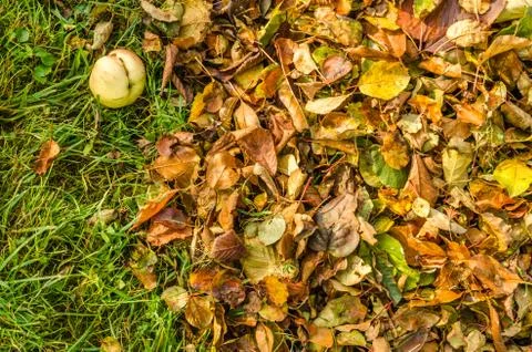 Fallen apple at the meadow Stock Photos