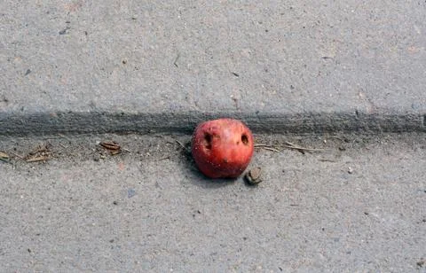 Fallen apple sidewalk Stock Photos