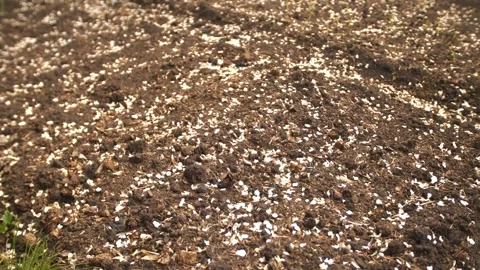 Fallen apple tree flowers petals in garden. Brown texture of earth Stock Footage 241066229