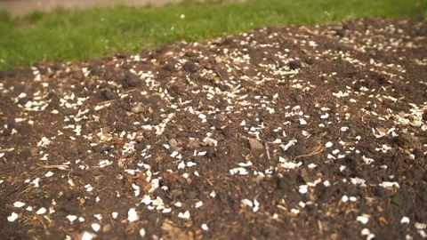 Fallen apple tree flowers petals in garden. Brown texture of earth Stock Footage 241066231