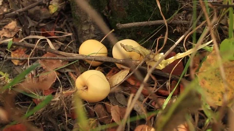 Fallen apples about tree trunk Stock Footage 80594403
