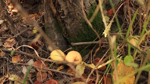 The fallen apples about tree trunk Stock Footage