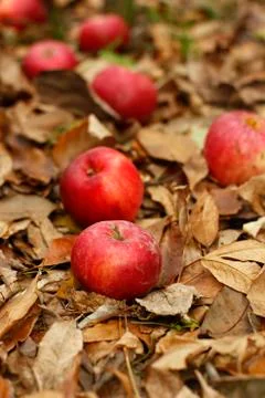 Fallen apples and leaves   Stock Photos