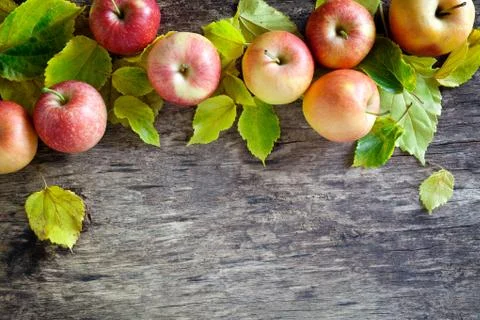 Fallen Apples Banner Stock Photos