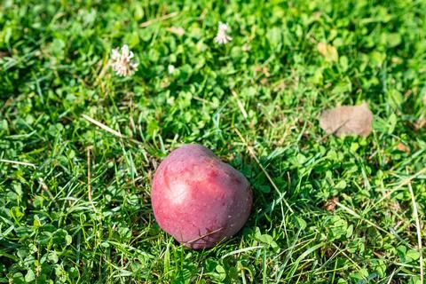 Fallen apples in the garden. Close up of red apple in grass Stock Photos
