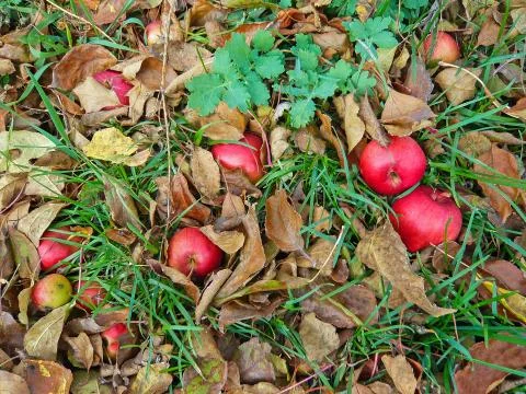 Fallen apples in the garden Stock Photos
