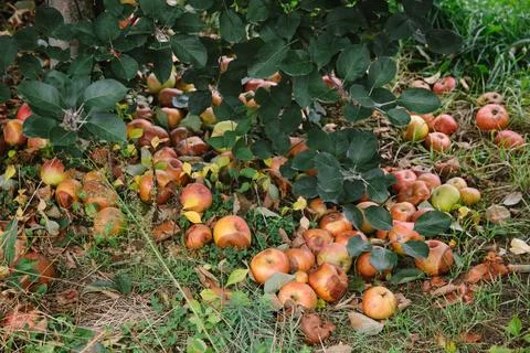 Fallen apples gather on the ground beneath a tree in a rural orchard during Stock Photos