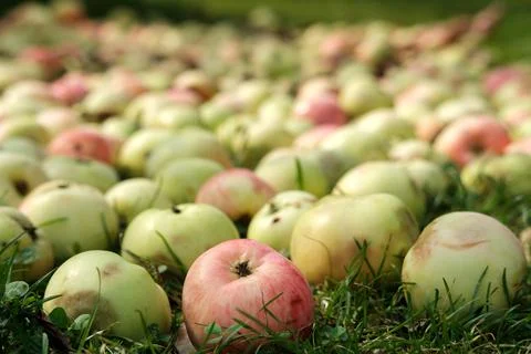 Fallen apples on the grass close-up. Stock Photos