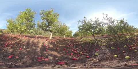 Fallen apples on ground in orchard 360VR Видео 295918743