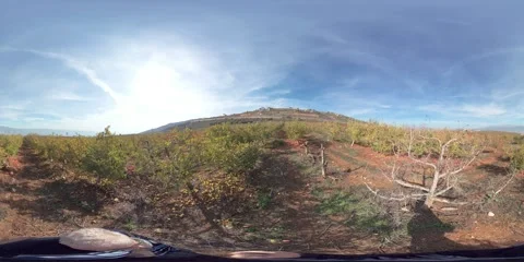 Fallen apples on ground in orchard during Fall time 360VR 스톡 동영상 296679980