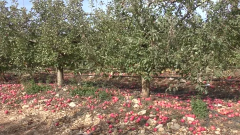 Fallen apples on ground in orchard Stockbeeldmateriaal 295850614