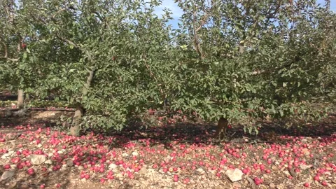 Fallen apples on ground in orchard Stockbeeldmateriaal 295850678