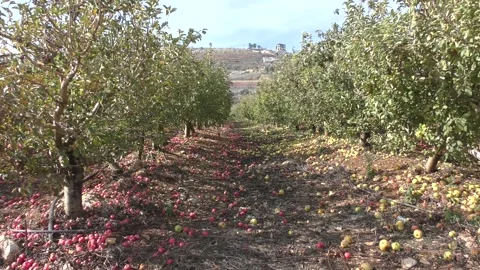 Fallen apples on ground in orchard 스톡 동영상 295920147