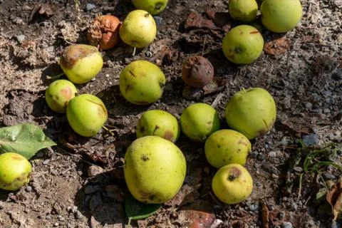 Fallen apples on the ground Stock Photos