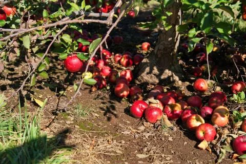 Fallen apples on ground with the shadow of a customers arm picking the good o Stock Photos