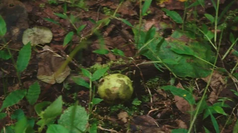Fallen apples on the ground under the trees. wild nature. 4k Stock Footage 95426678