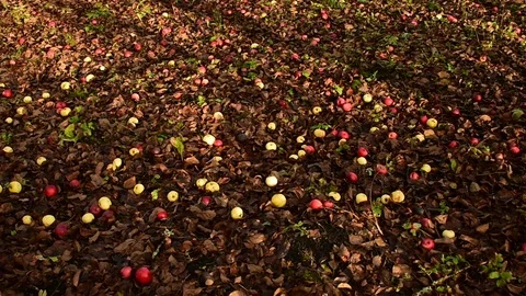 Fallen apples,  image of autumn Stock Footage 119172592