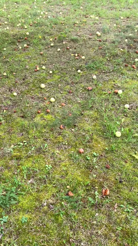 Fallen apples on the lawn. Vertical video Stock Footage 282445943
