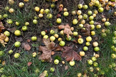 Fallen apples lie on the damp ground in the autumn garden Stock Photos