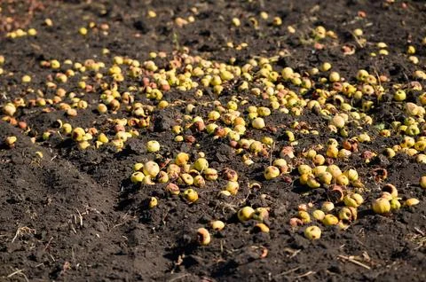 Fallen apples lie on the ground Stock Photos