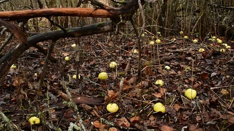 Fallen apples, old garden Stock Footage 119216837