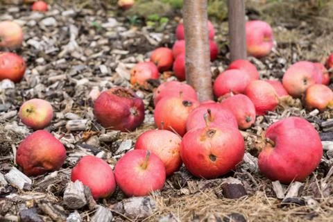 Fallen Apples Stock Photos