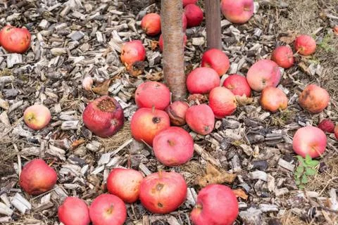 Fallen Apples Stock Photos