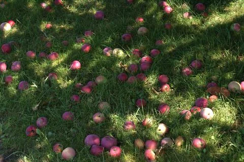 The Fallen Apples Foto stock