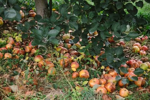Fallen apples scattered beneath a tree in an orchard during autumn season Stock-Fotos