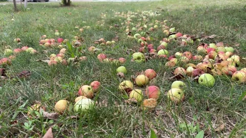 Fallen apples scattered on green grass, red and green fruit on lawn Video stock 343406925