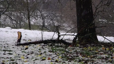 Fallen apples in snow beneath tree Stock Footage 319988039