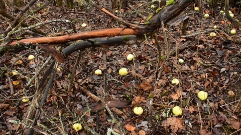 Fallen apples, top view Stock Footage 119217000