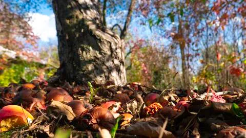 Fallen apples under a tree. Foto stock